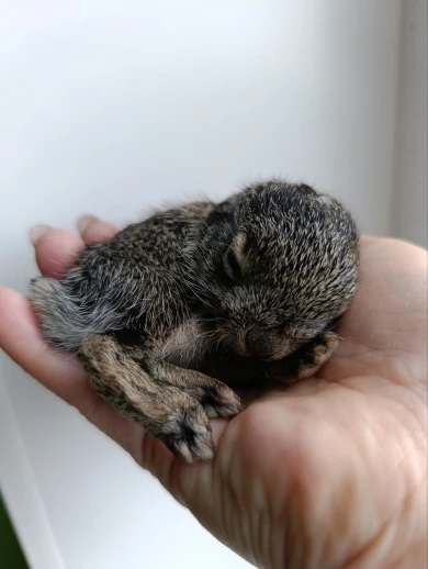 Сорока чуть не лишила жизни маленького зайчонка в воронежском парке