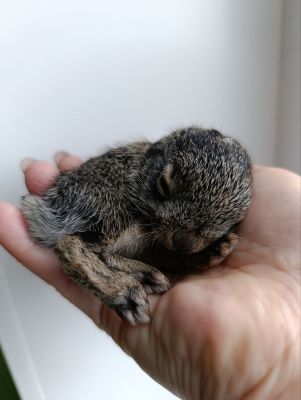 Сорока чуть не лишила жизни маленького зайчонка в воронежском парке