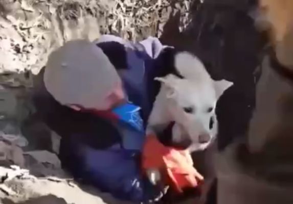 Собака провалилась в открытый люк в Воронеже: спасение пса попало на видео