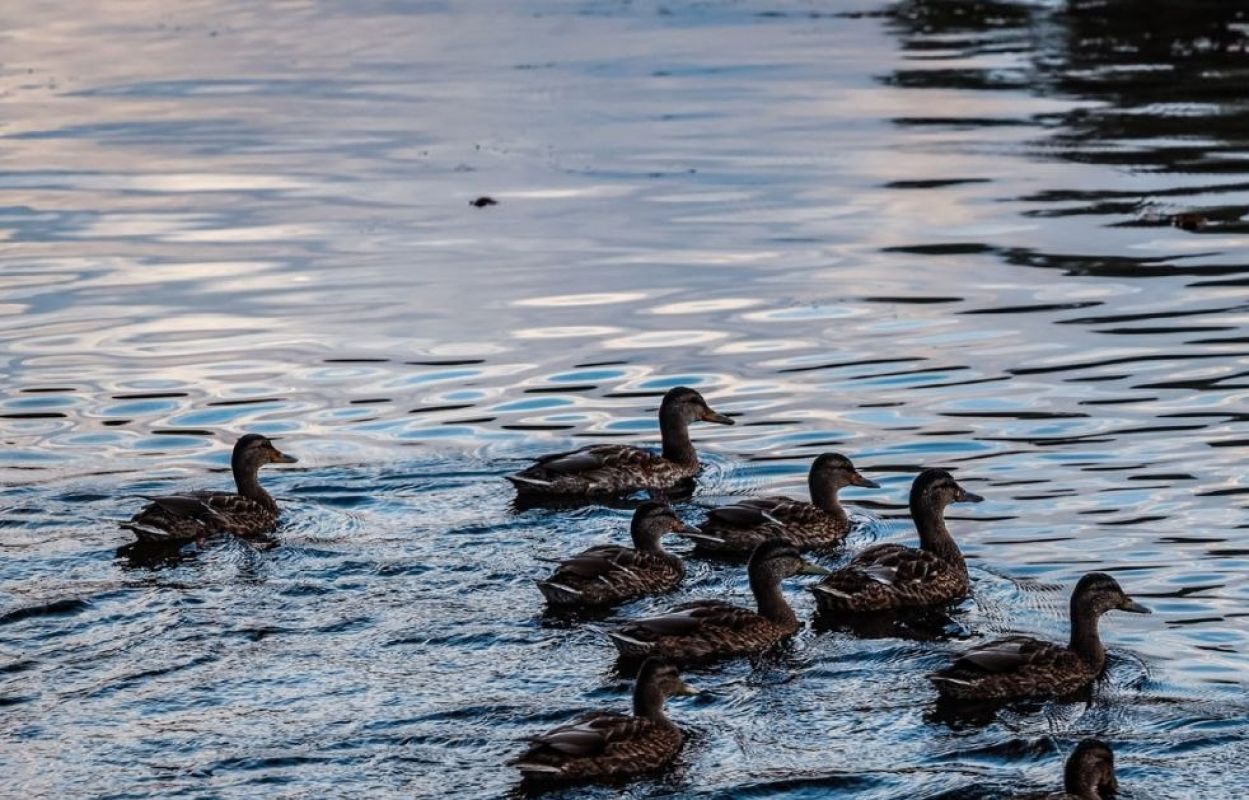 Липецкие ветеринары предупредили охотников о смертельно опасных паразитах в утке