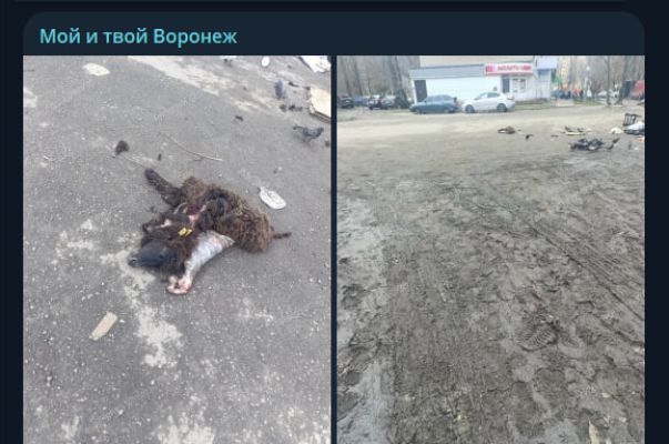 Ужасающую находку сделали воронежцы
