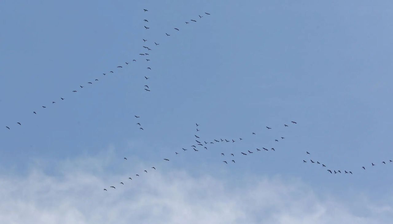 В небе над Липецком перелетные гуси вывели в воздухе загадочные символы