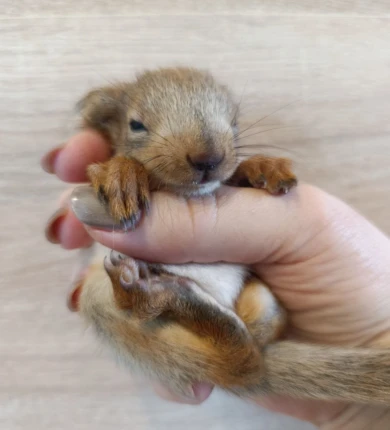 Ворона чуть не атаковала новорожденного бельчонка в воронежском парке