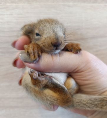 Ворона чуть не атаковала новорожденного бельчонка в воронежском парке