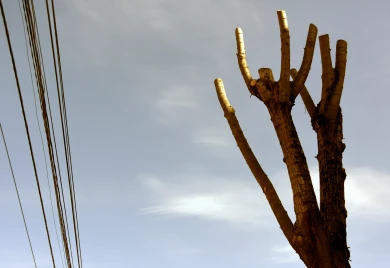 Воронежцы сообщили о дереве, упавшем на такси