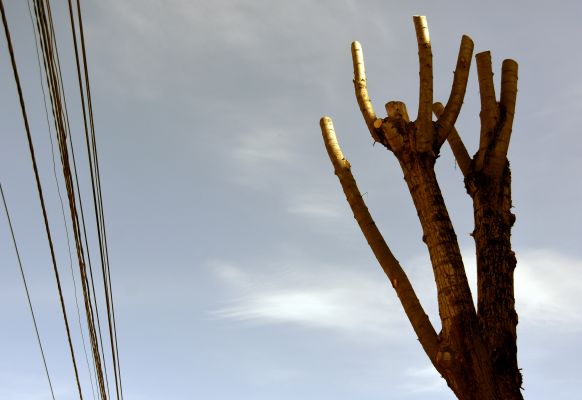 Воронежцы сообщили о дереве, упавшем на такси