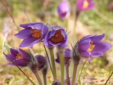 Краснокнижная сон-трава взошла в Воронежской области