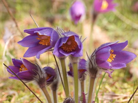 Краснокнижная сон-трава взошла в Воронежской области