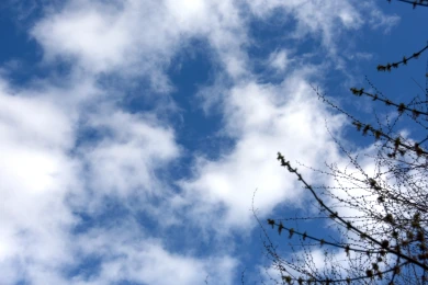 Снег может пойти в Воронеже после потепления?