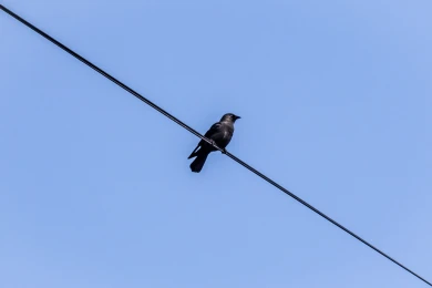 Прогноз погоды в Воронеже на пятницу, 17 апреля