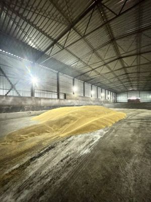 С липецкого агропредприятия втихую вывезли сотню тонн ячменя на 2,3 млн рублей