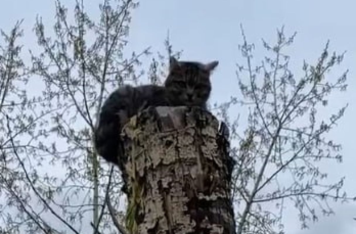 Трогательная операция по спасению кота попала на видео в Воронежской области&nbsp;