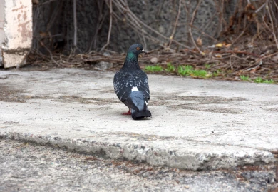 Прогноз погоды в Воронеже на субботу, 18 апреля