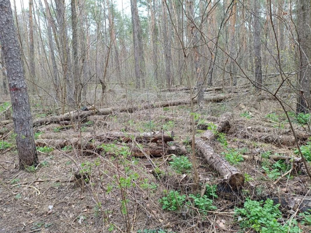 Ни пройти, ни проехать. На печальное состояние популярного парка пожаловались воронежцы&nbsp;