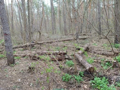 Ни пройти, ни проехать. На печальное состояние популярного парка пожаловались воронежцы 