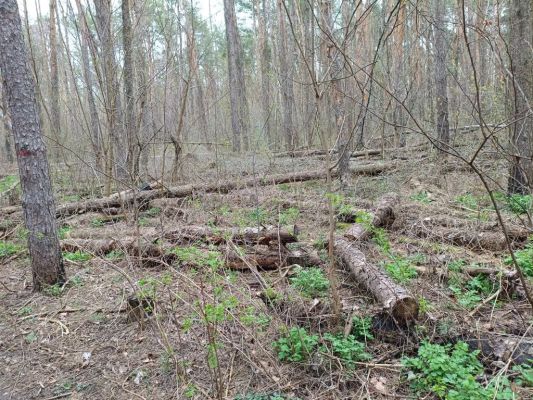 Ни пройти, ни проехать. На печальное состояние популярного парка пожаловались воронежцы 