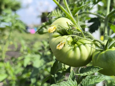 Воронежцев предупредили об опасности раннего начала дачного сезона