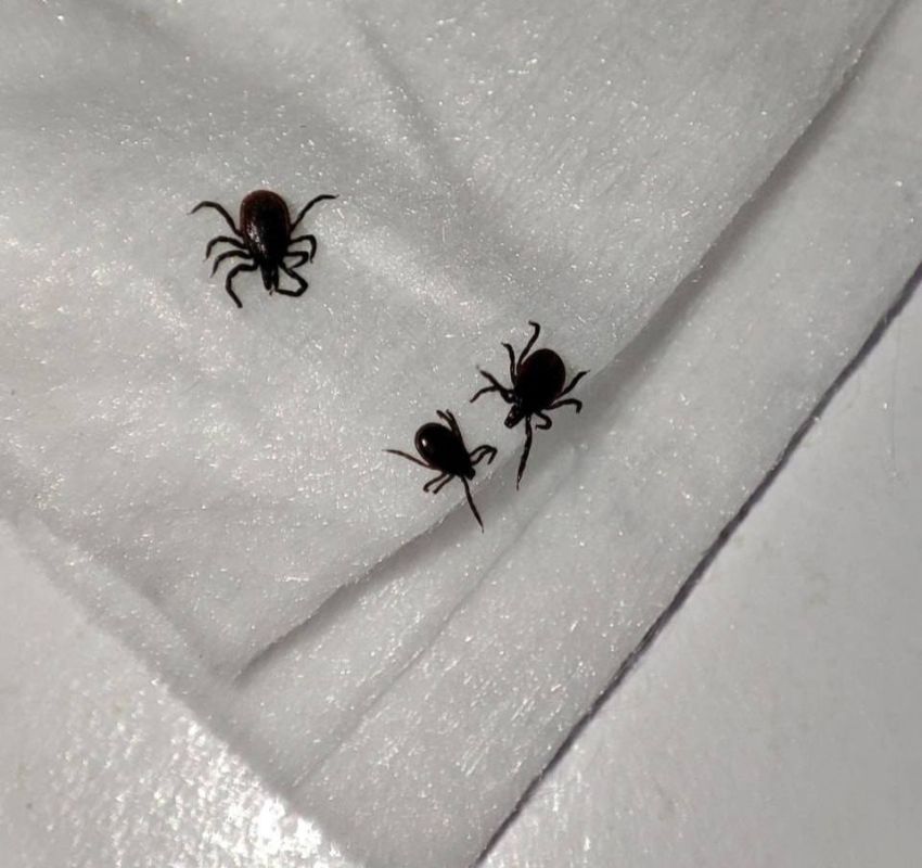 Массовое нашествие клещей отмечается во дворах Липецка