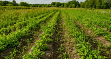 Главное за ночь. Из-за сорняков у россиянина отняли 9 гектаров земли, экс-футболисту «Шинника» ампутировали ногу