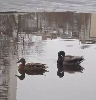 В Белгороде дикие утки облюбовали лужу на крыше многоэтажки