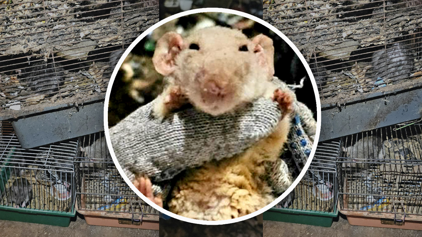 «Лабиринт из фекалий, мусора и трупов»