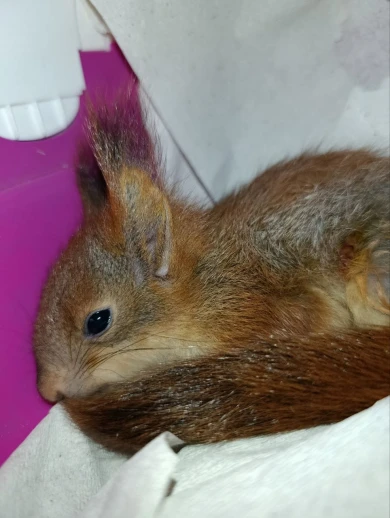 Бельчонок чуть не погиб от падения и укуса собаки в воронежском парке