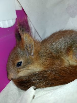 Бельчонок чуть не погиб от падения и укуса собаки в воронежском парке