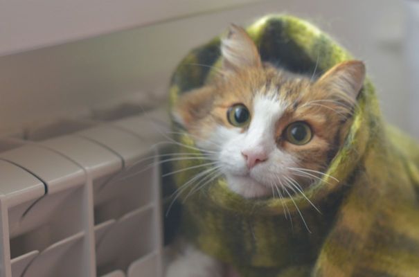 Снег и продление отопительного сезона. Главные новости Воронежа и области за понедельник, 20 апреля