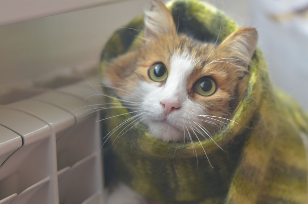 Отопление включат в&nbsp;Воронеже: власти назвали точную дату