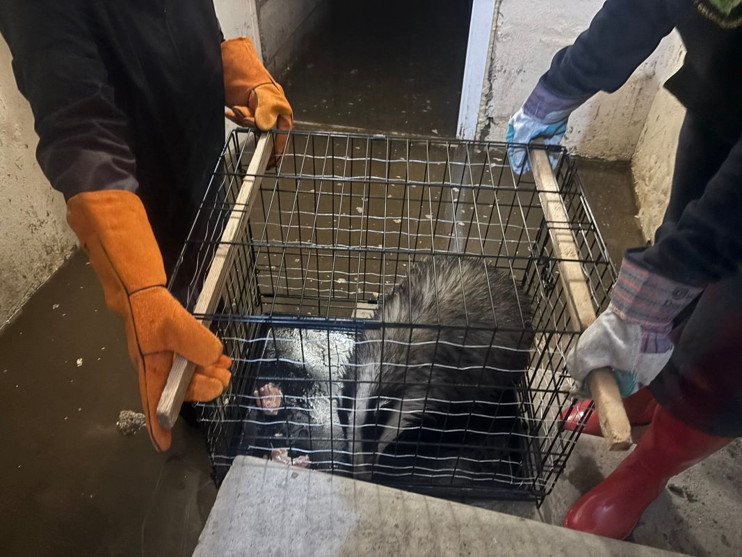 Барсук забился в&nbsp;затопленный подвал в&nbsp;центре Воронежа