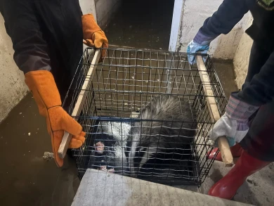 Барсук забился в затопленный подвал в центре Воронежа