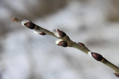 Выяснилось, отступят ли холода в Воронеже