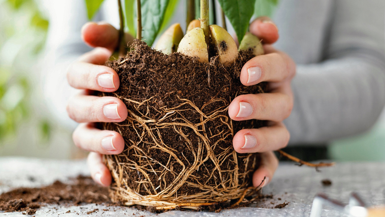 Микориза: что это такое и как работает