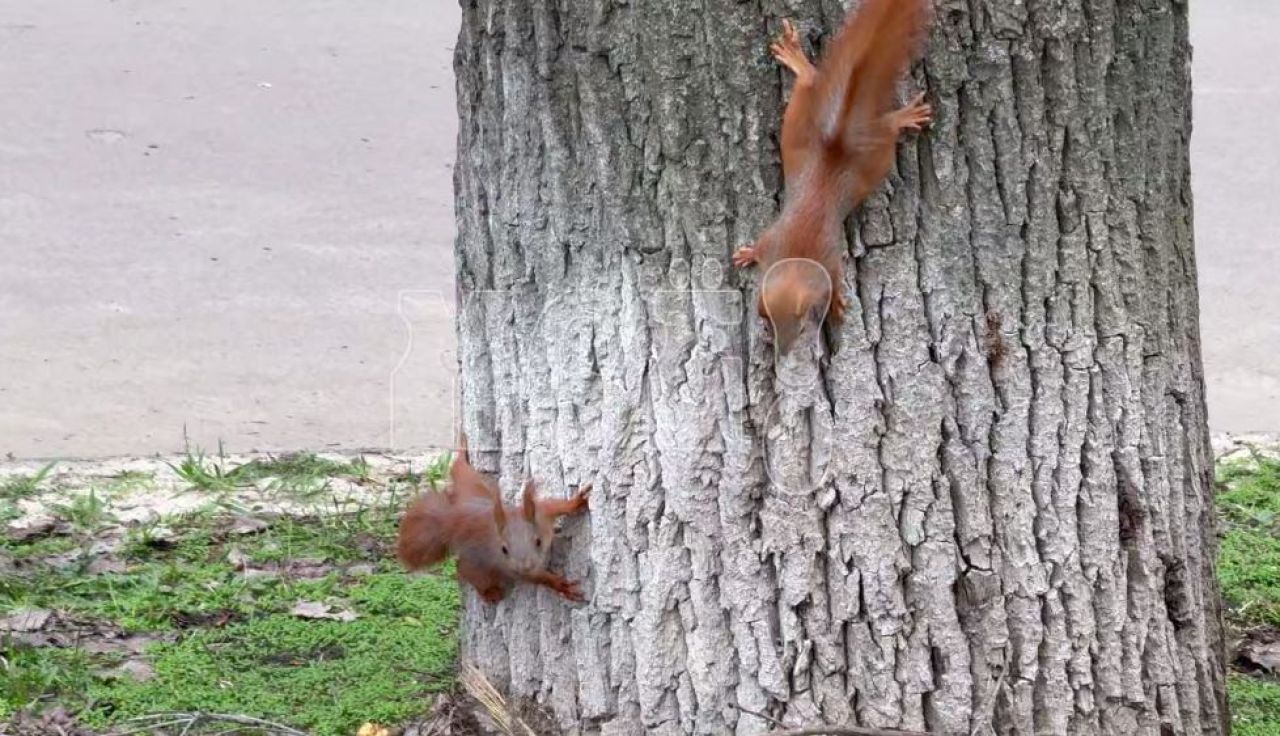 «Хочу забрать их&nbsp;домой!» Бельчата заполонили улицу в&nbsp;Воронеже