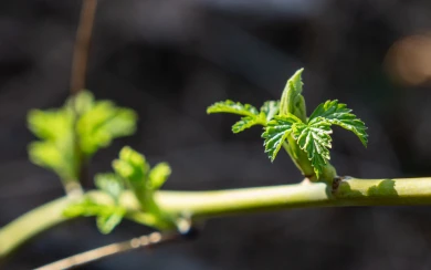 Потепление до +15° ожидается в Воронеже
