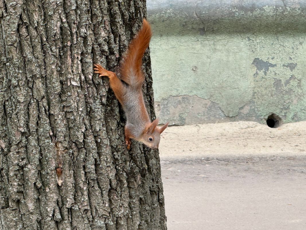 «Хочу забрать их&nbsp;домой!» Бельчата заполонили улицу в&nbsp;Воронеже
