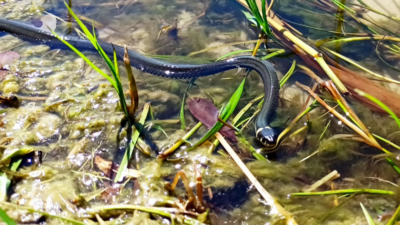 Змеи пробудились в Воронеже: что делать при встрече с ними