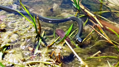 Змеи пробудились в Воронеже: что делать при встрече с ними