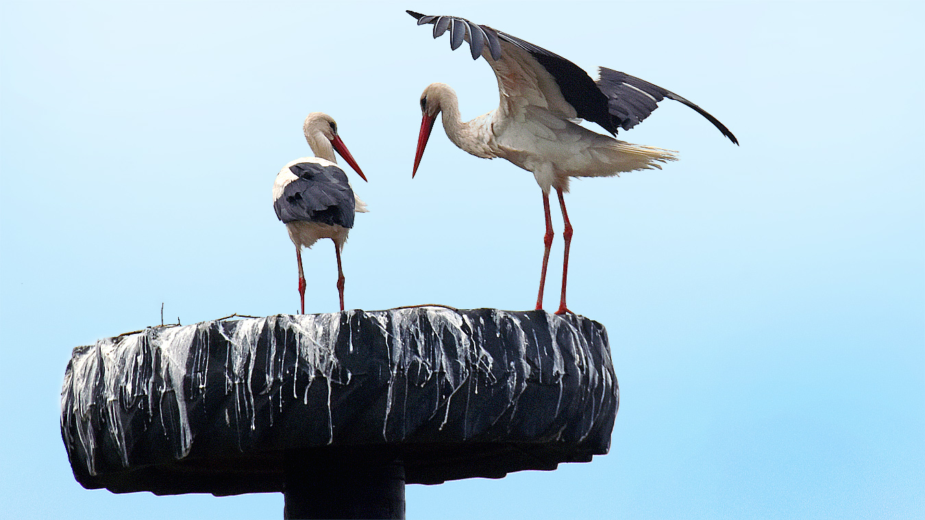 «Значит, понянчу аистят!»