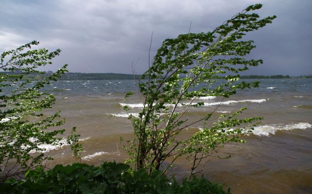 Деревья рухнули в Воронеже во время непогоды