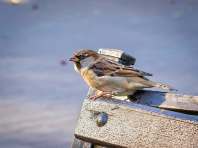 Прогноз погоды в Воронеже на субботу, 25 апреля