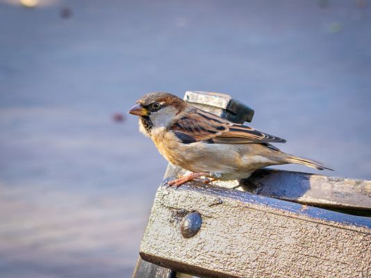 Прогноз погоды в Воронеже на субботу, 25 апреля
