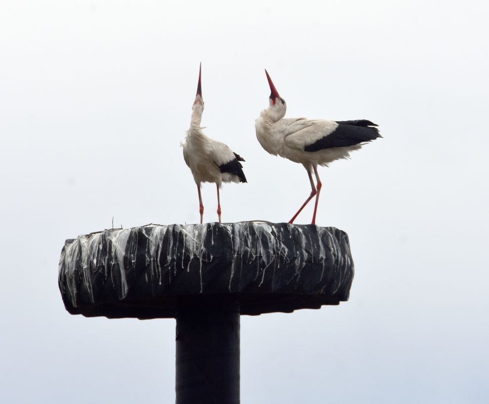 «Понянчу аистят!» К&nbsp;жителю села Ступино третий год подряд прилетает пара аистов