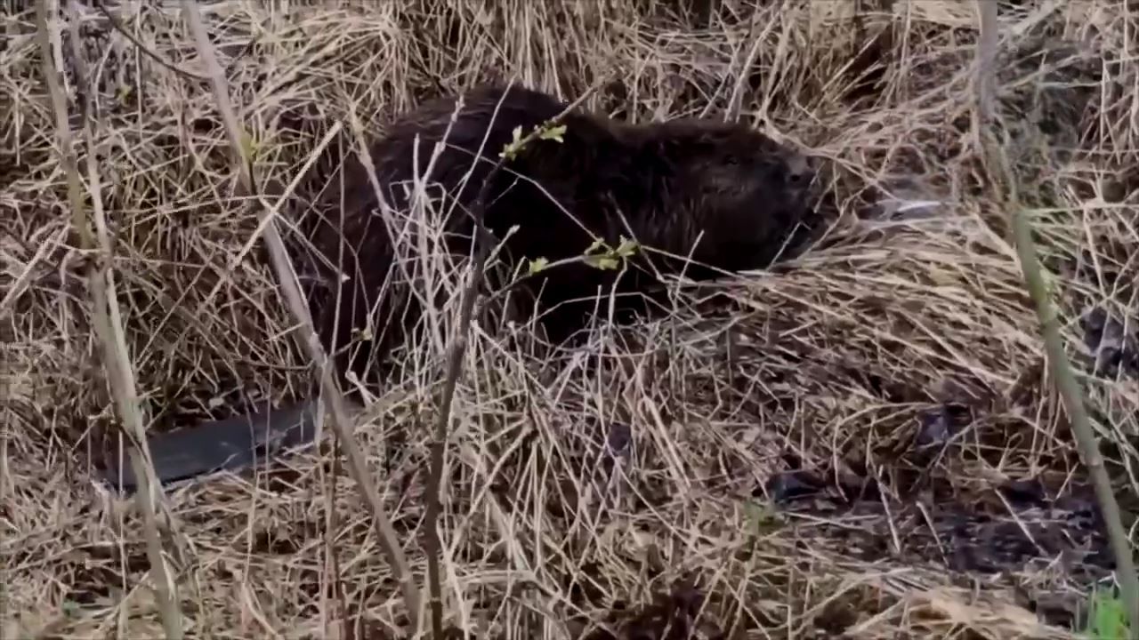 В белгородской Прохоровке задержали нелегального строителя-бобра
