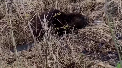 В белгородской Прохоровке задержали нелегального строителя-бобра
