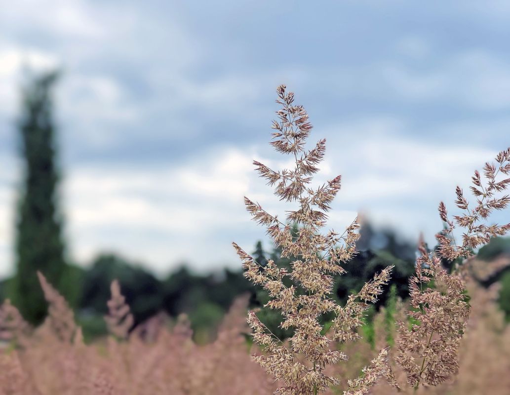 Сильный ветер испортит воронежцам начало недели