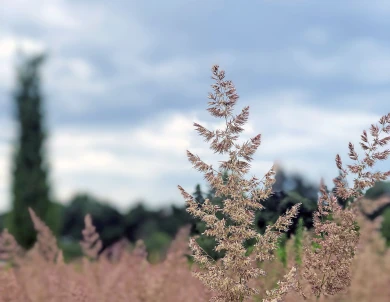 Сильный ветер испортит воронежцам начало недели
