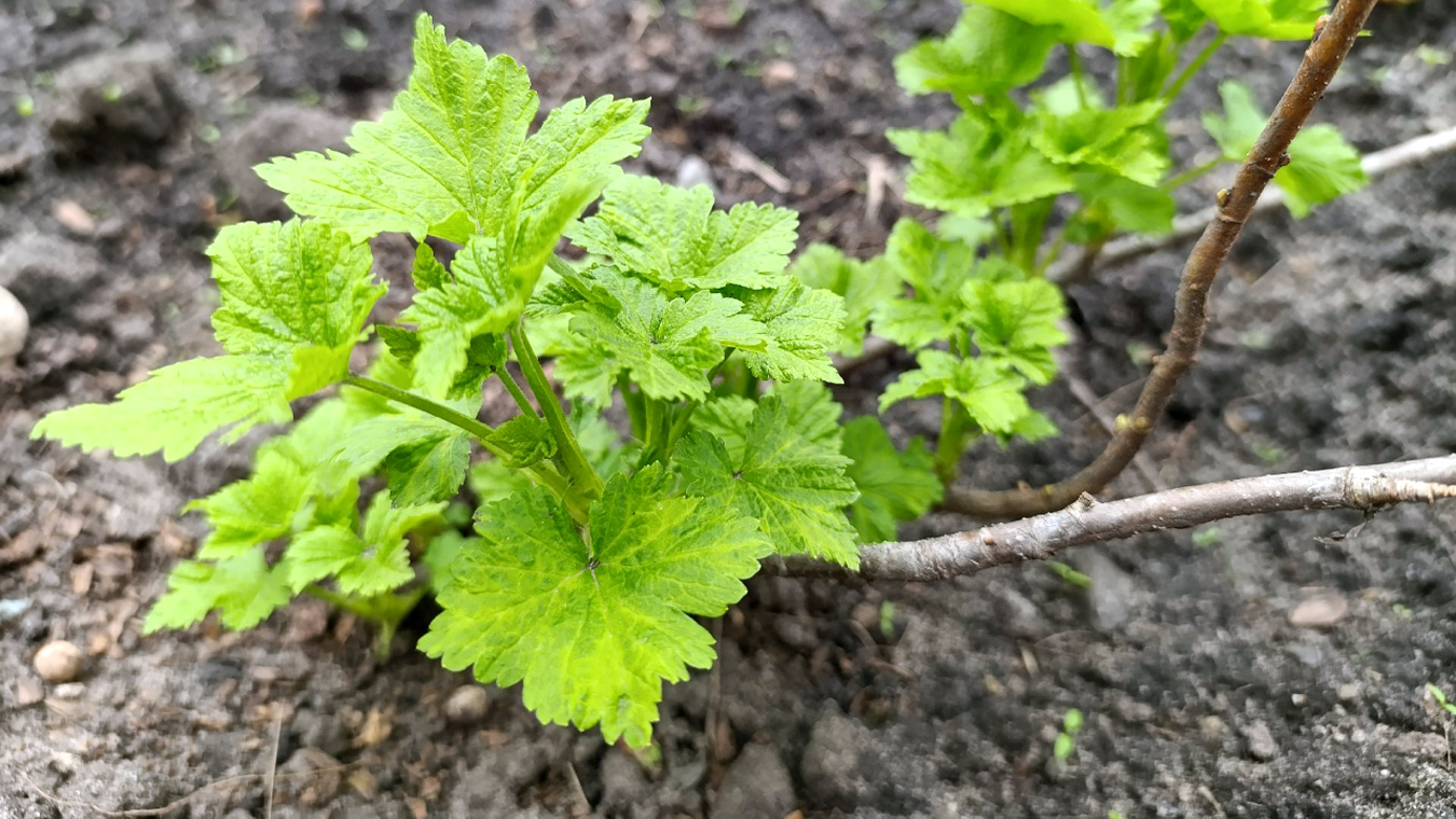 Смородина уже с листьями? Ещё не поздно её обработать!