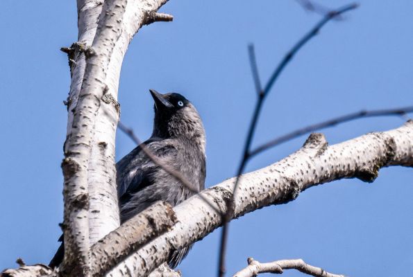 Когда отступят осадки? Прогноз погоды в Воронеже на последнюю рабочую неделю апреля