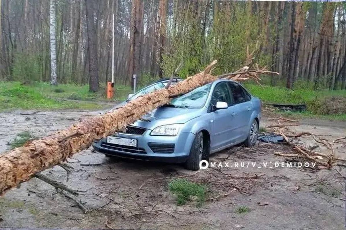 В Белгороде ураганный ветер вырывал с корнем деревья и крушил балконы